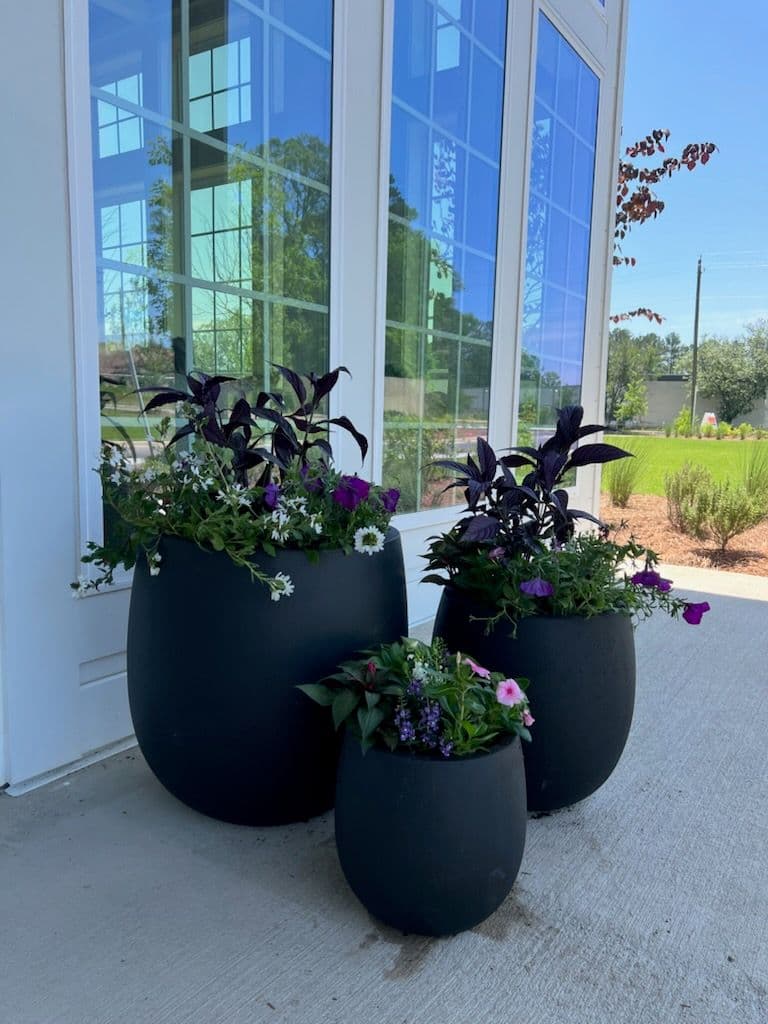 Project Transform Your Entrance with Vibrant Summer Planters image